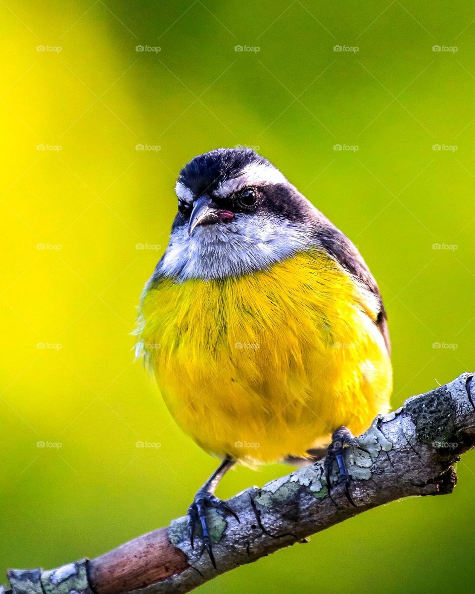 Small Black And White Bird With A Yellow Belly is resting on the branches