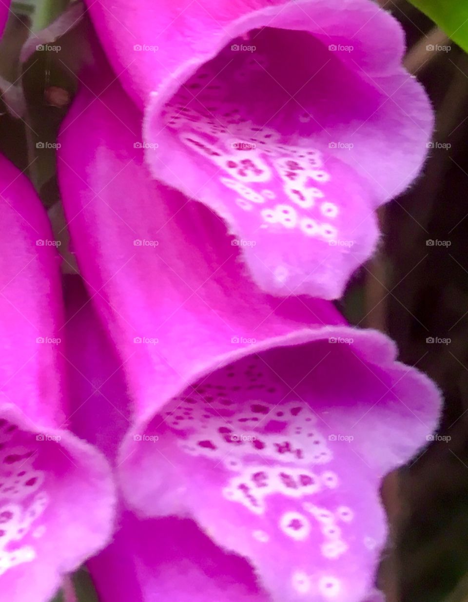 Wild foxglove in the woods