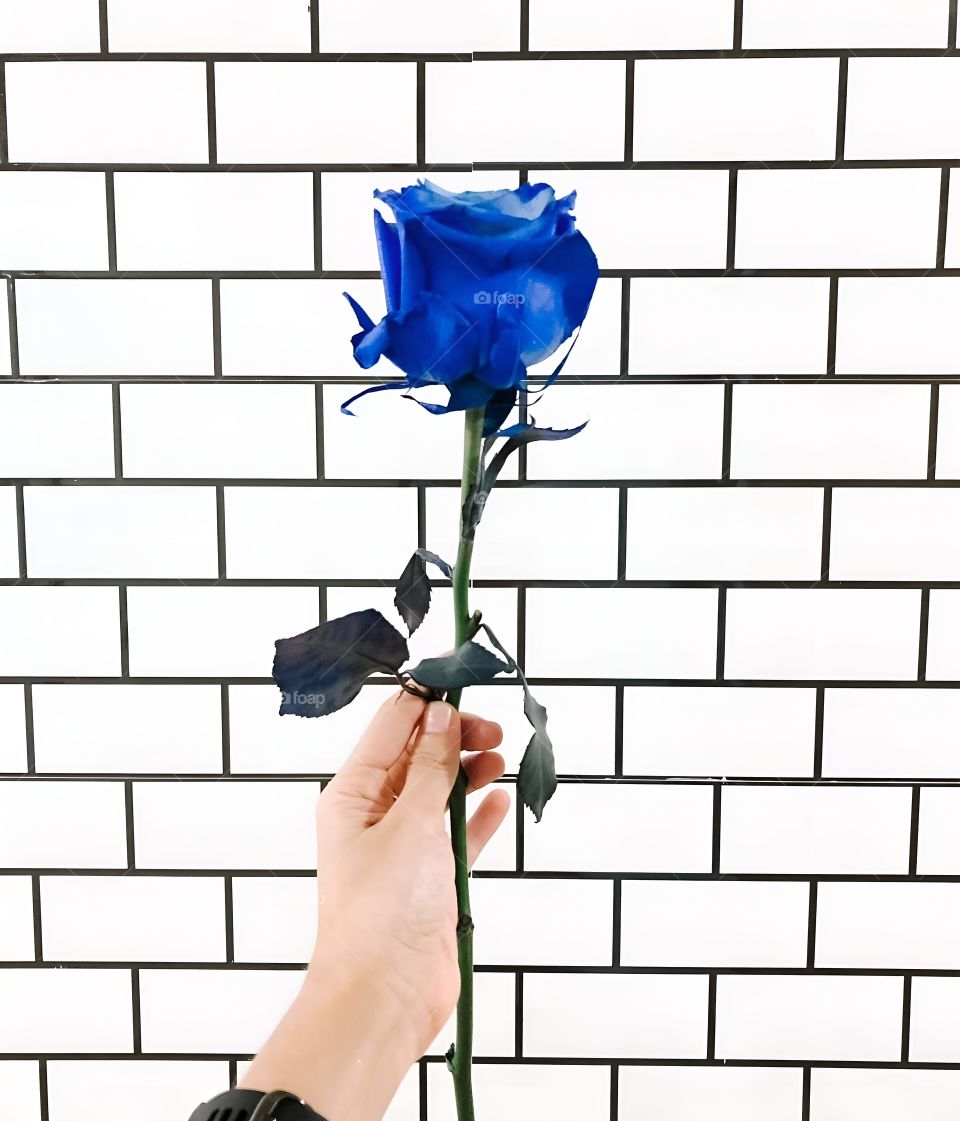dark blue rose be side the white wallr