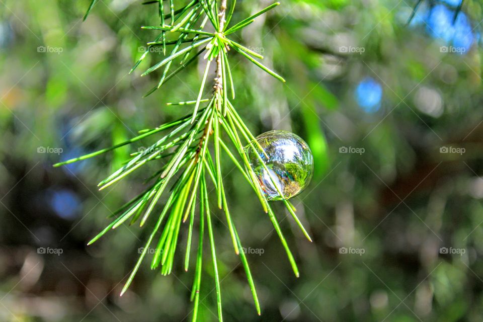 Bubble on pine tree