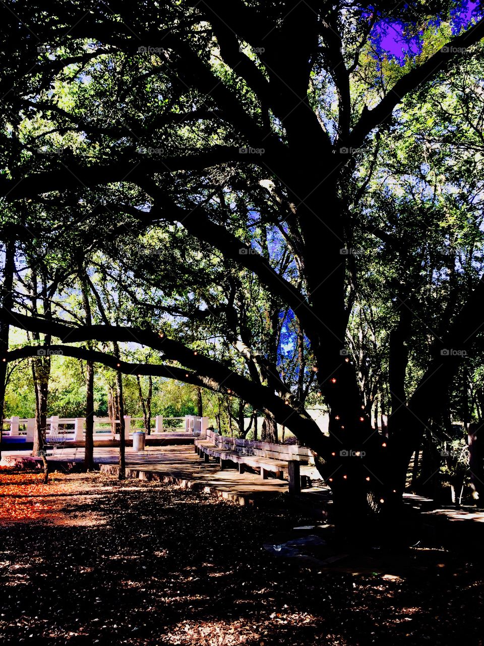 Old tree outdoors in Texas
