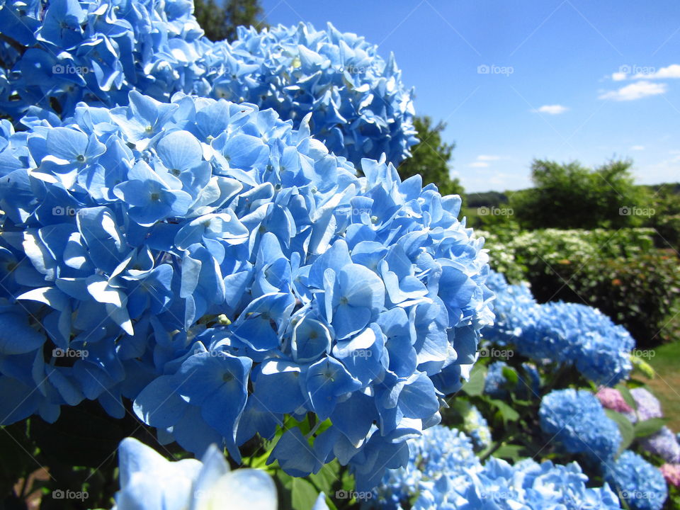 Blue Hydrangea