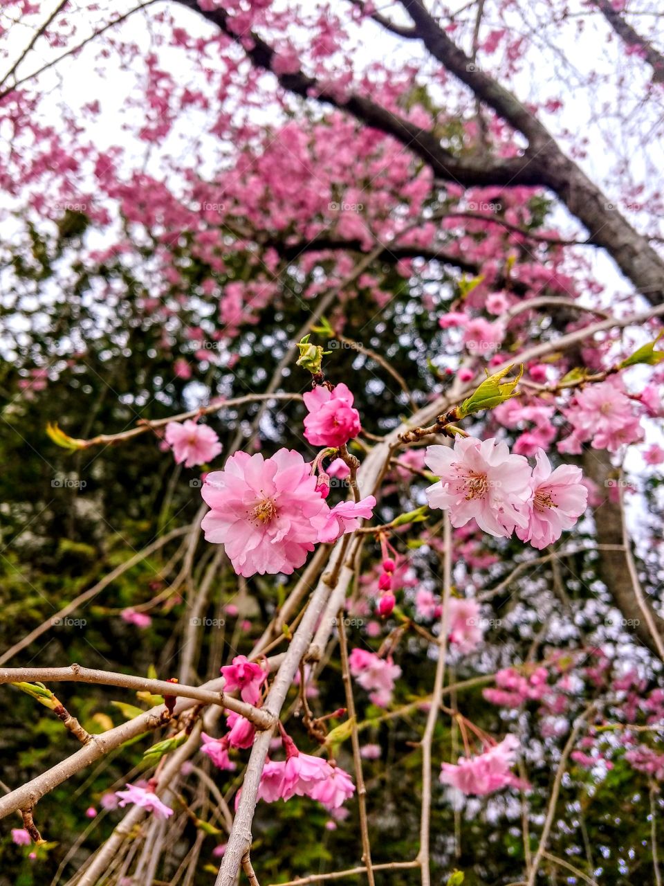 Spring Flowers