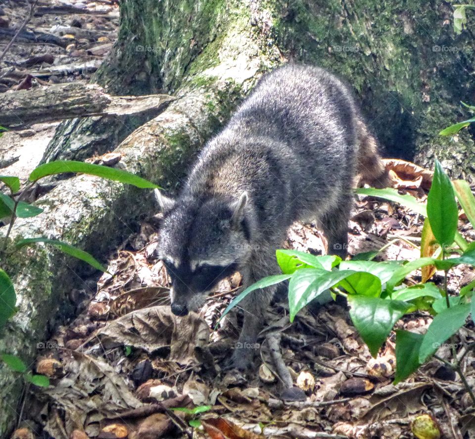 Raccoon, Cahuita NP