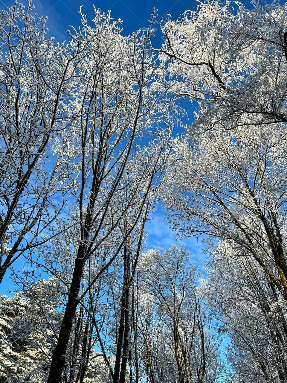 Winter's embrace: Snow-covered trees standing still in a frosty, tranquil landscape