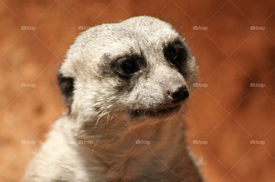 Close-up of meerkat