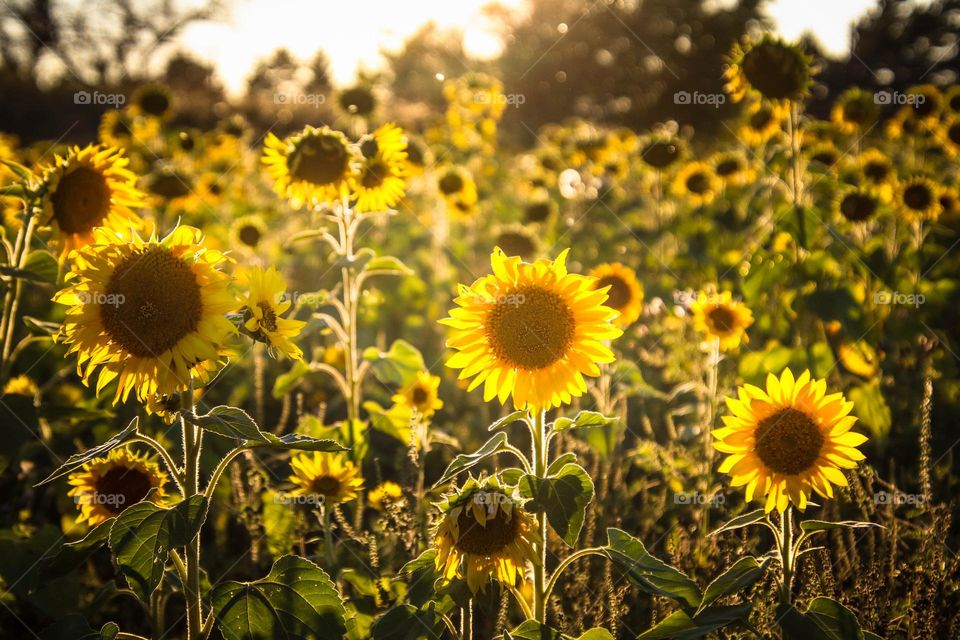 Golden sunset on a sunflower field