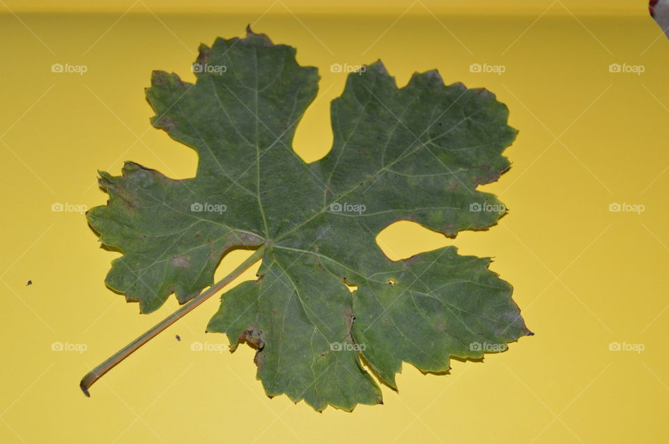 grape leaf