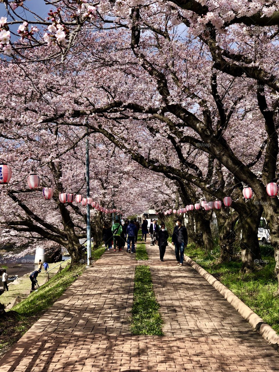 The beauty of a Japanese spring afternoon.