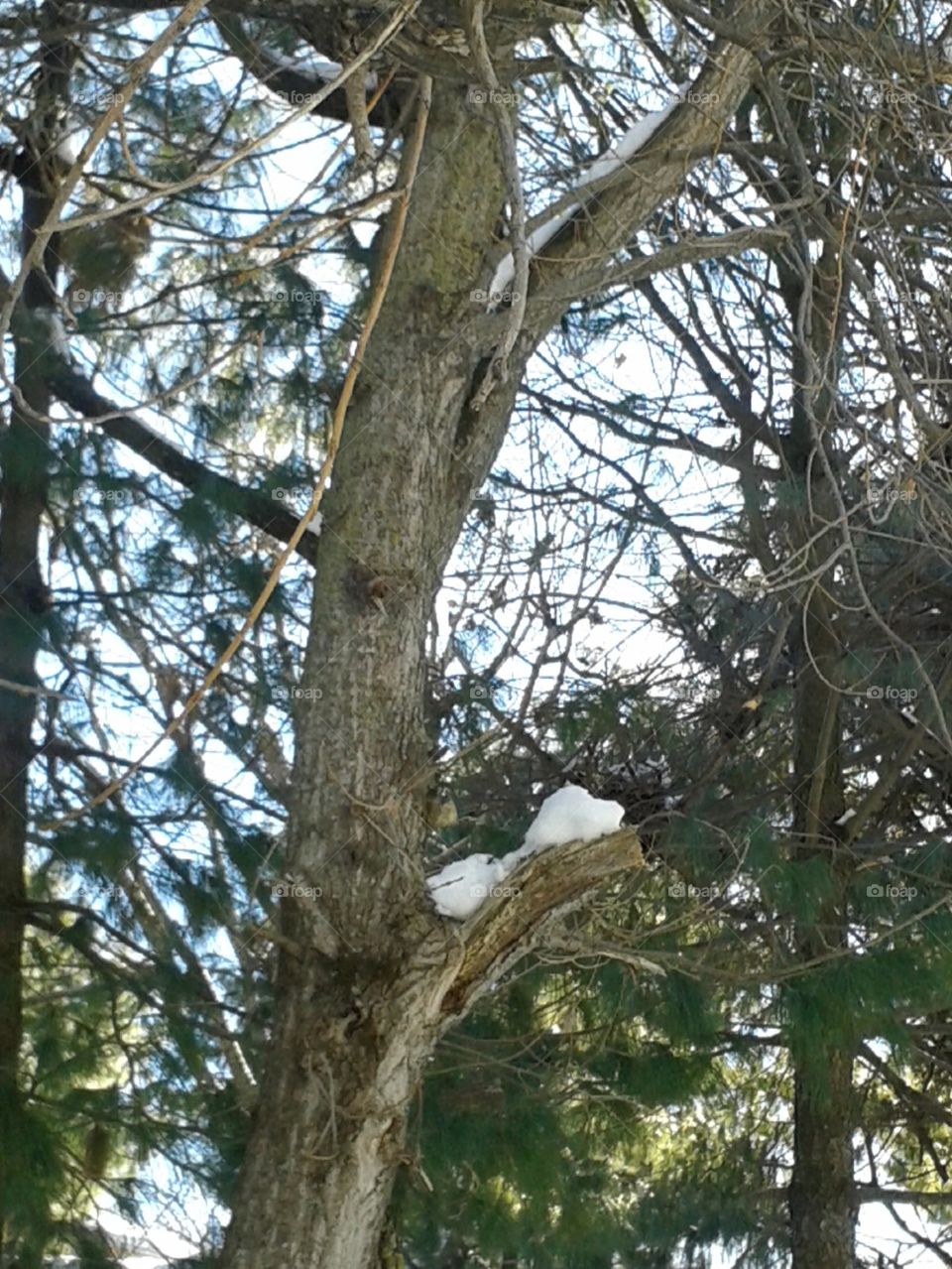 snowtree