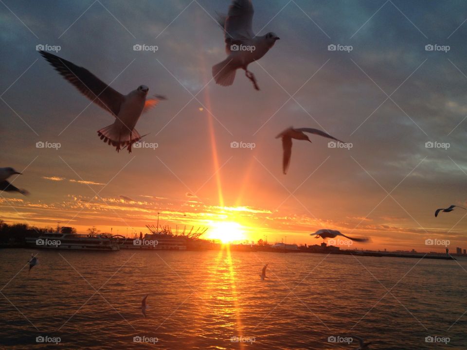 Sunset, Seagulls, Water, Sun, Bird