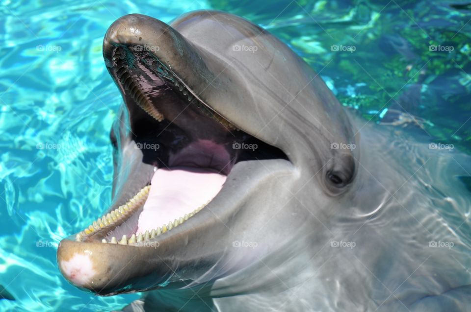 A happy dolphin. 