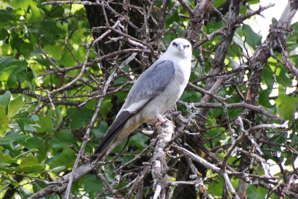 Mississippi Kite in a Tree