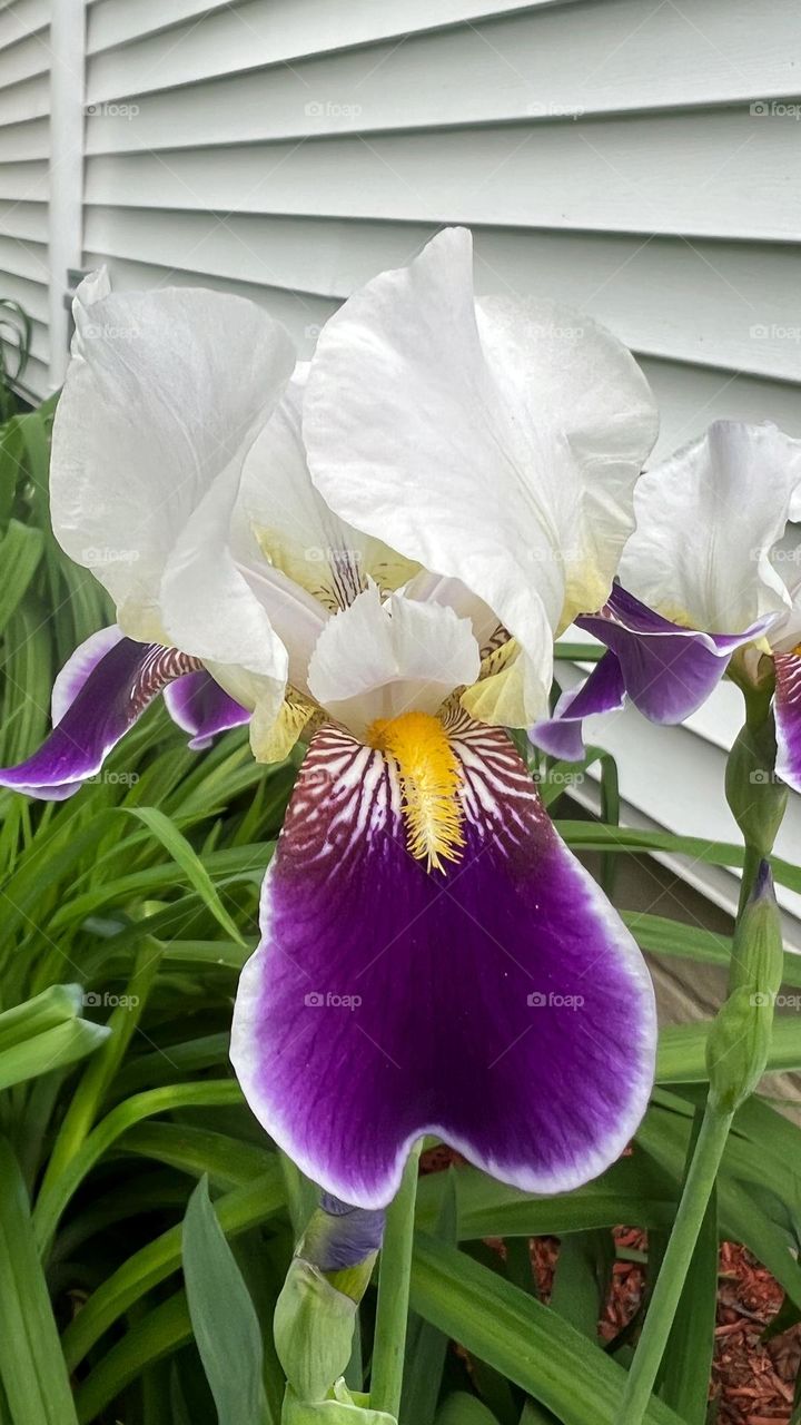 Macro shot of Iris Flower Head 