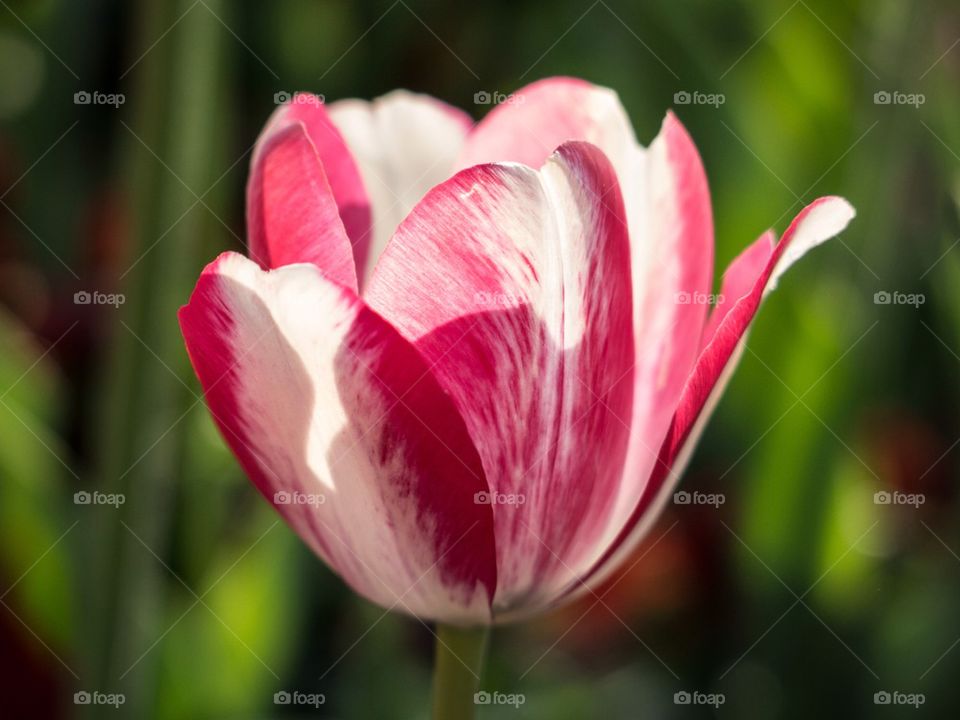 Tulip