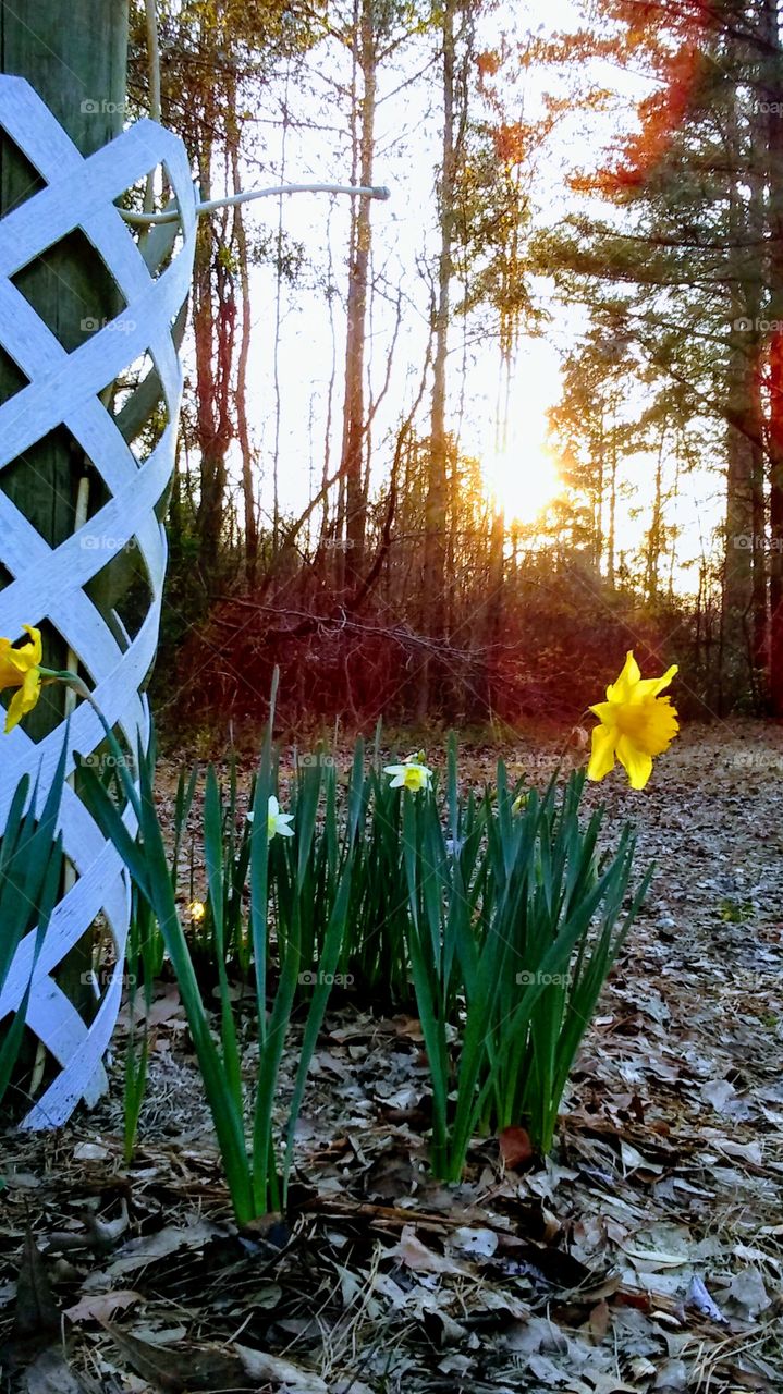 Dafodil's in the sun