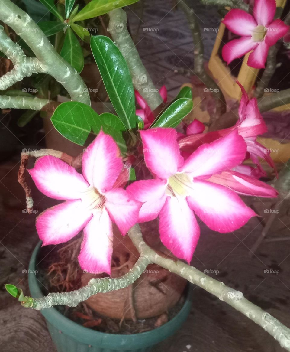 Adenium flower