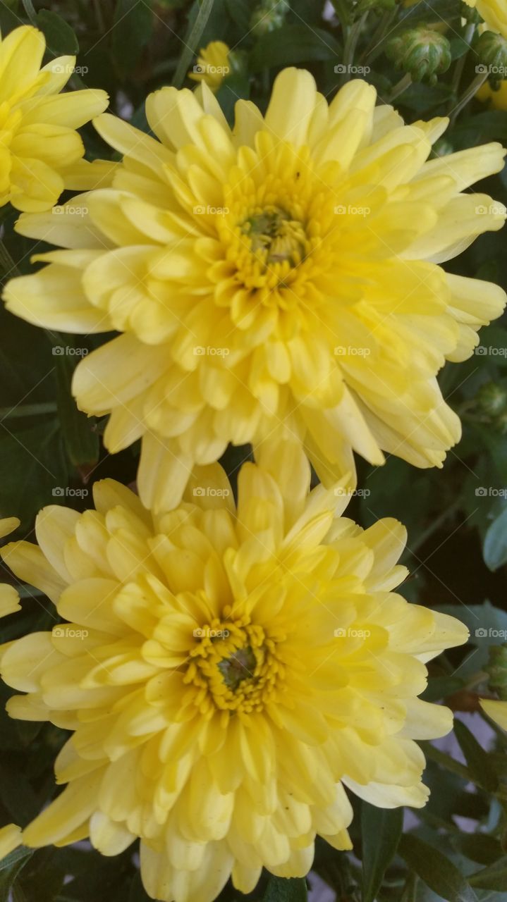 High angle view of yellow flowers