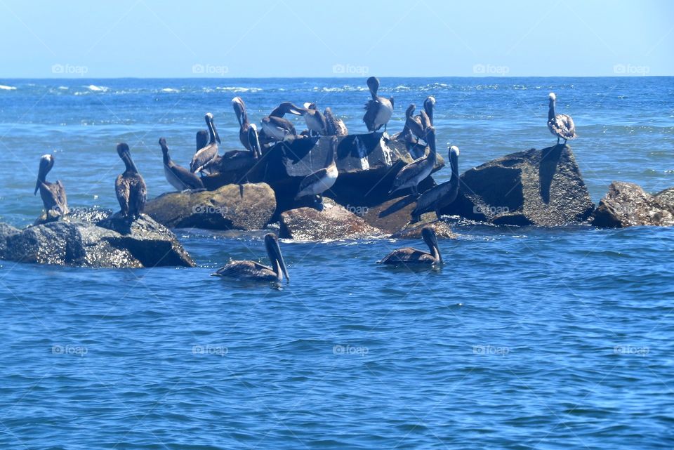 Party of pelicans