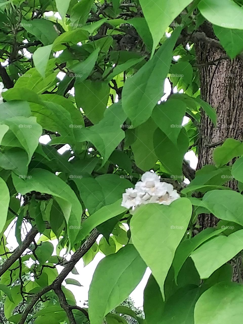 Catalpa tree blossoms