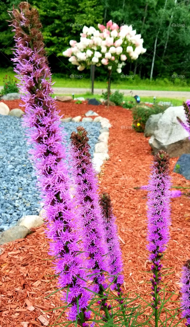 purple Fox tail