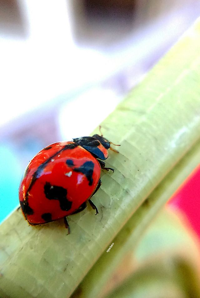 Lady Bug . test subject for my universal clip lens 