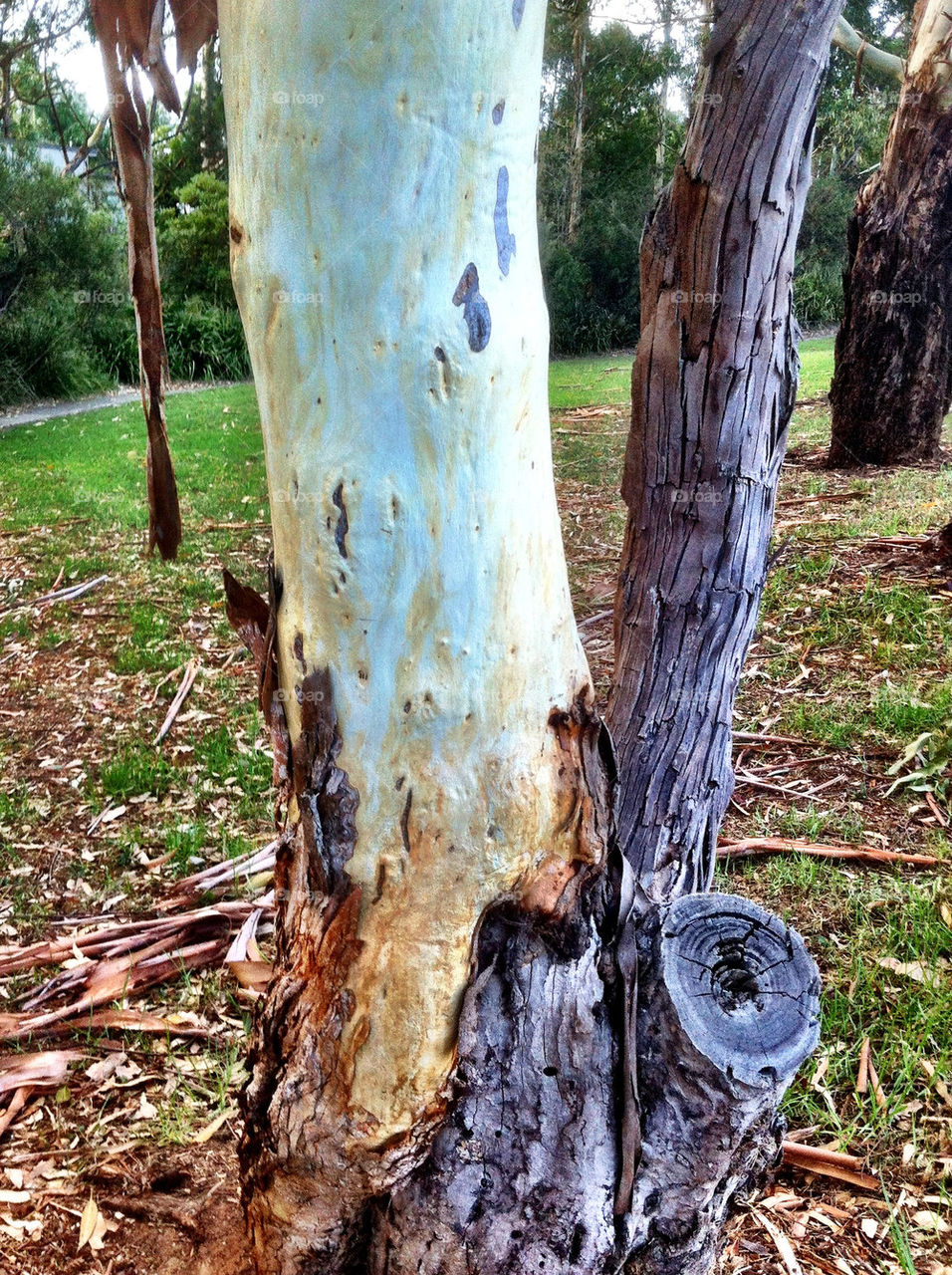 Wood, Tree, Nature, Bark, Trunk
