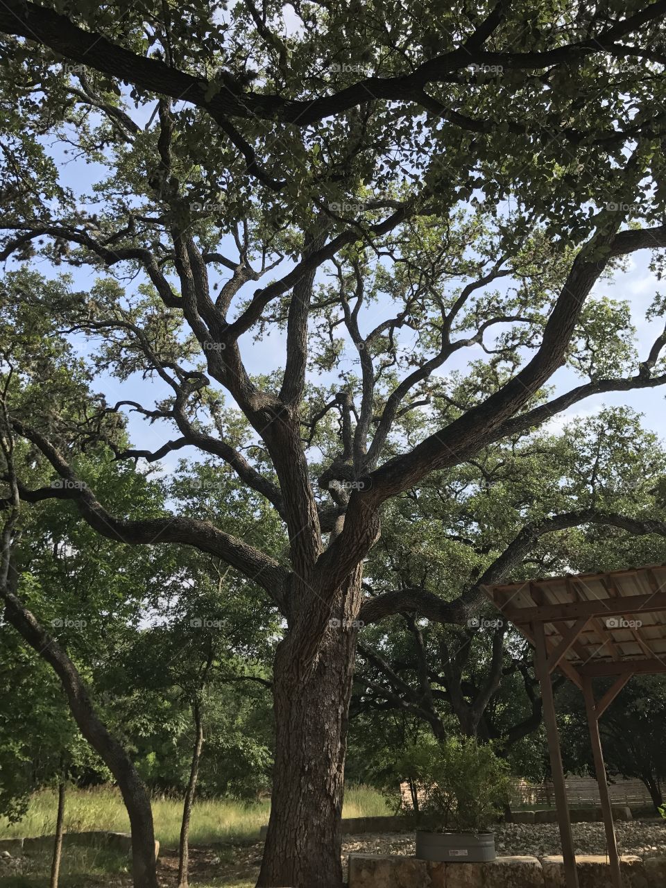 Big Texas tree
Magnolia pancake haus 
San Antonio Texas 