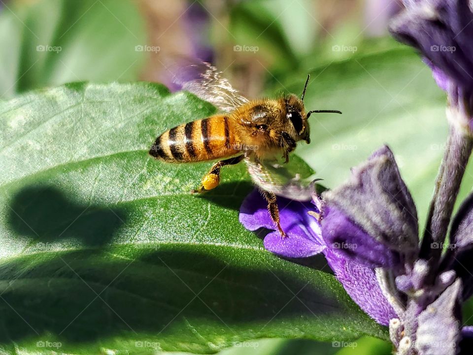Bee landing on green leader near purple flower