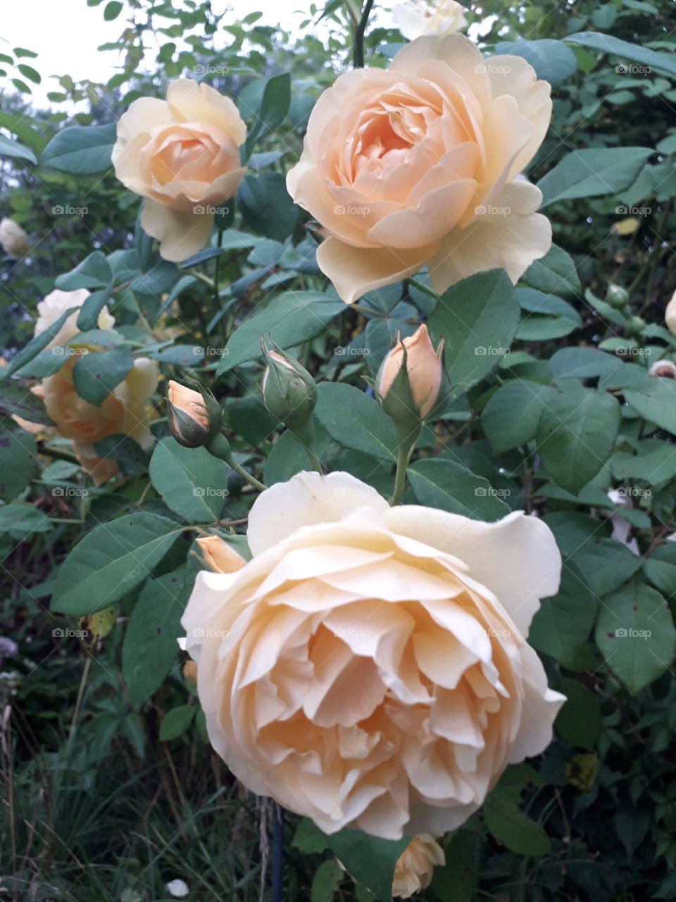 new blooming of yellow rose