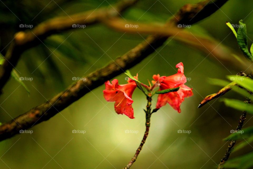 Azalea blossoms 