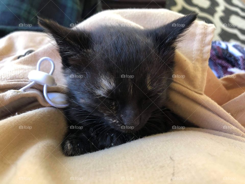 Rescue kitten in her new home