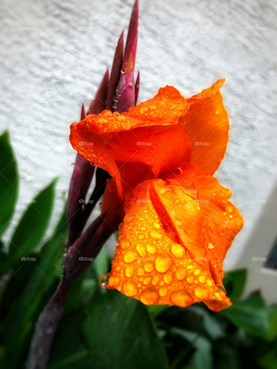 After the rain. This flower is living it’s last days until winter. Still vibrant!