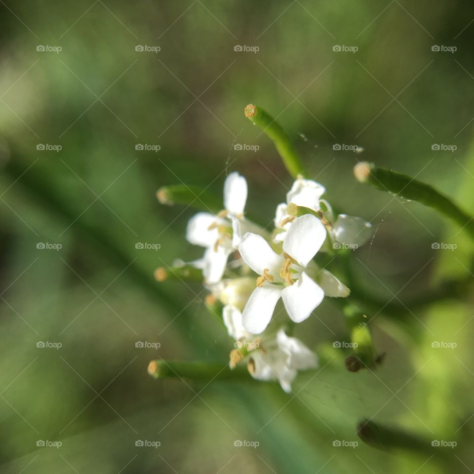 White flowers