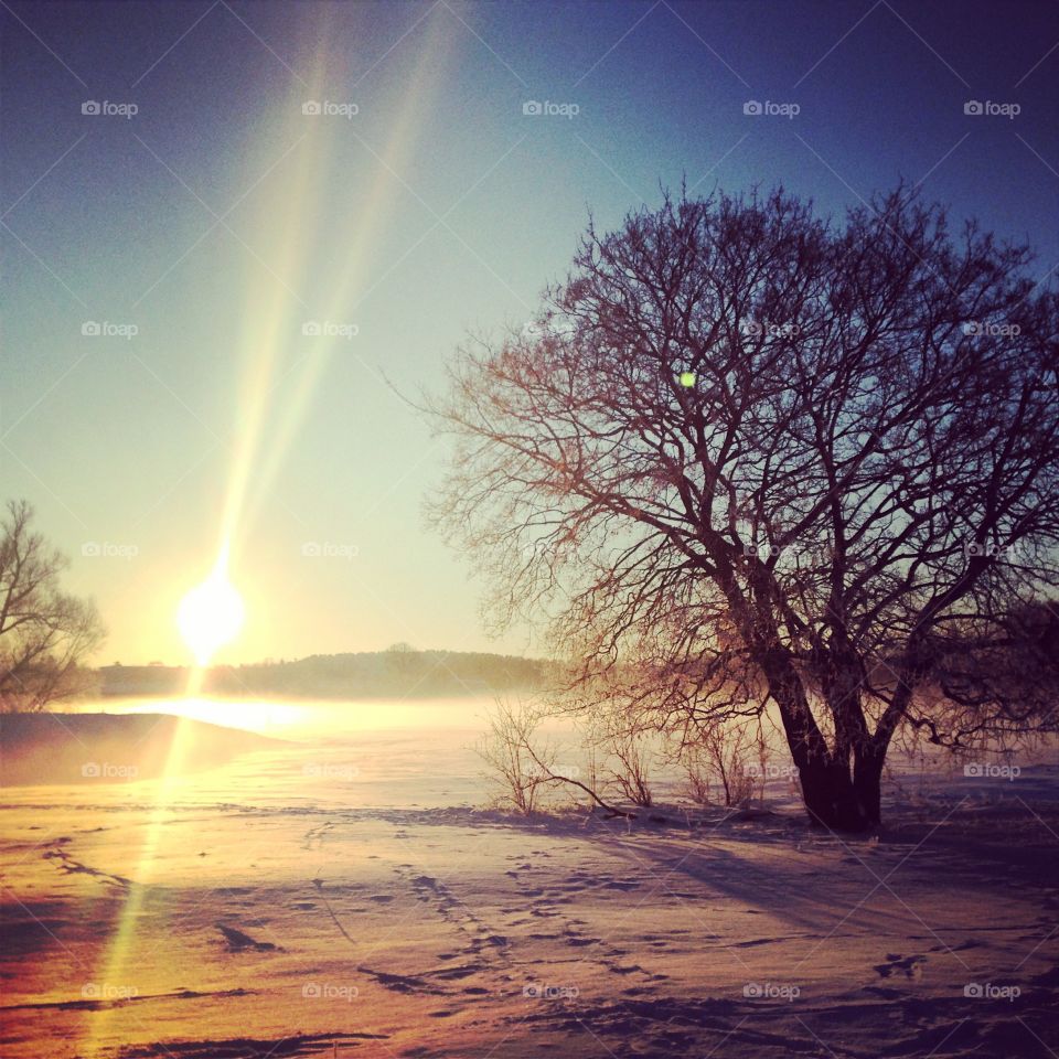 Sunrays over snowy field with tree in foreground 