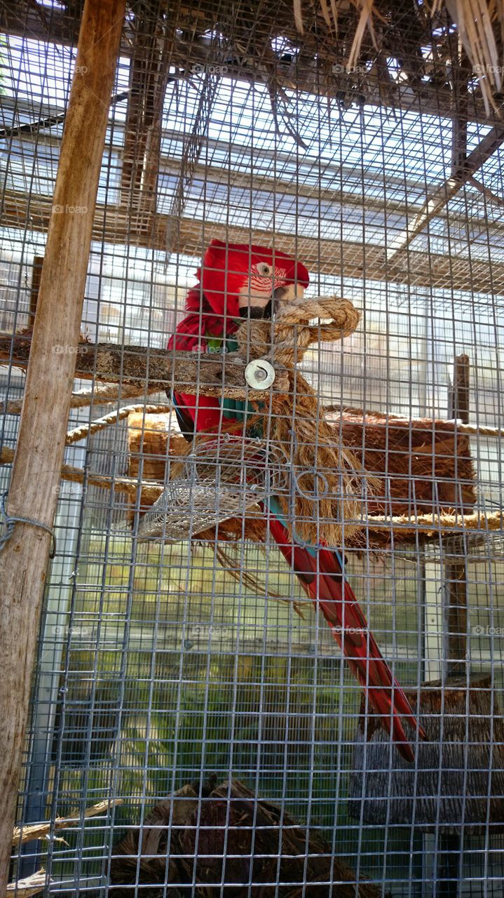 Red exotic bird parrot garden botanical beautiful cage