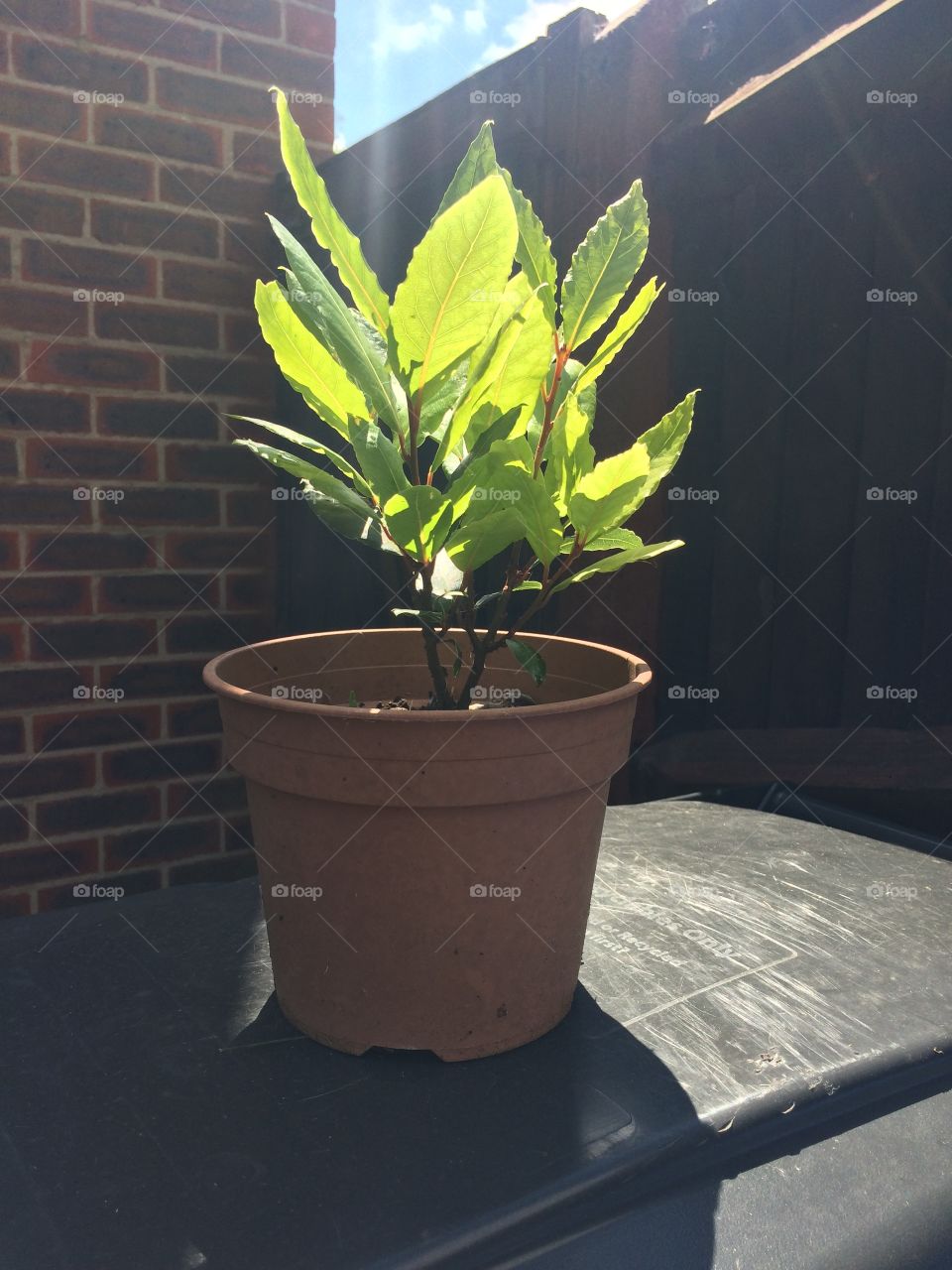 Young bay tree in garden pot