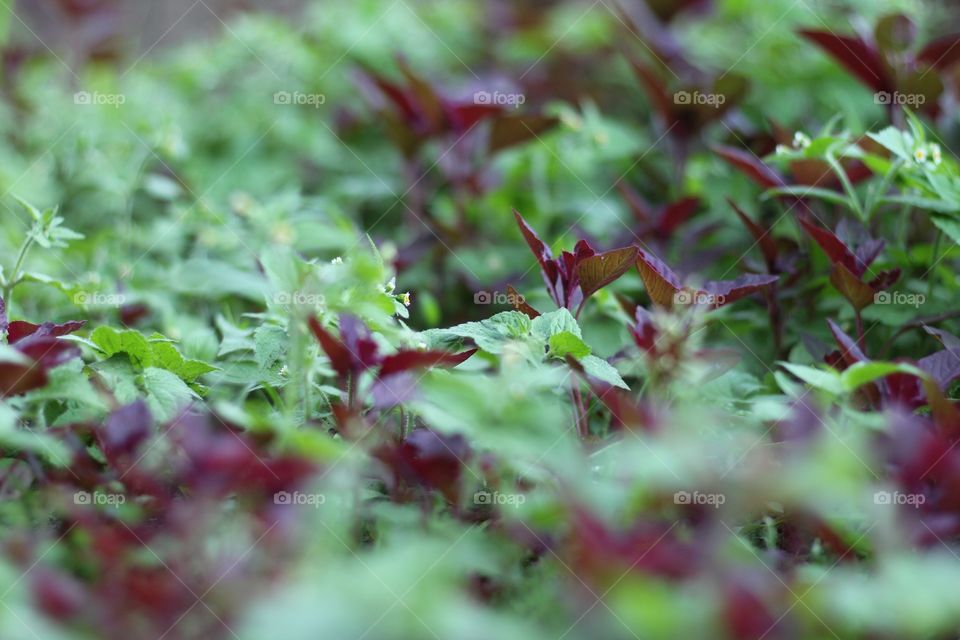 Leaf, Nature, Flora, Garden, Food