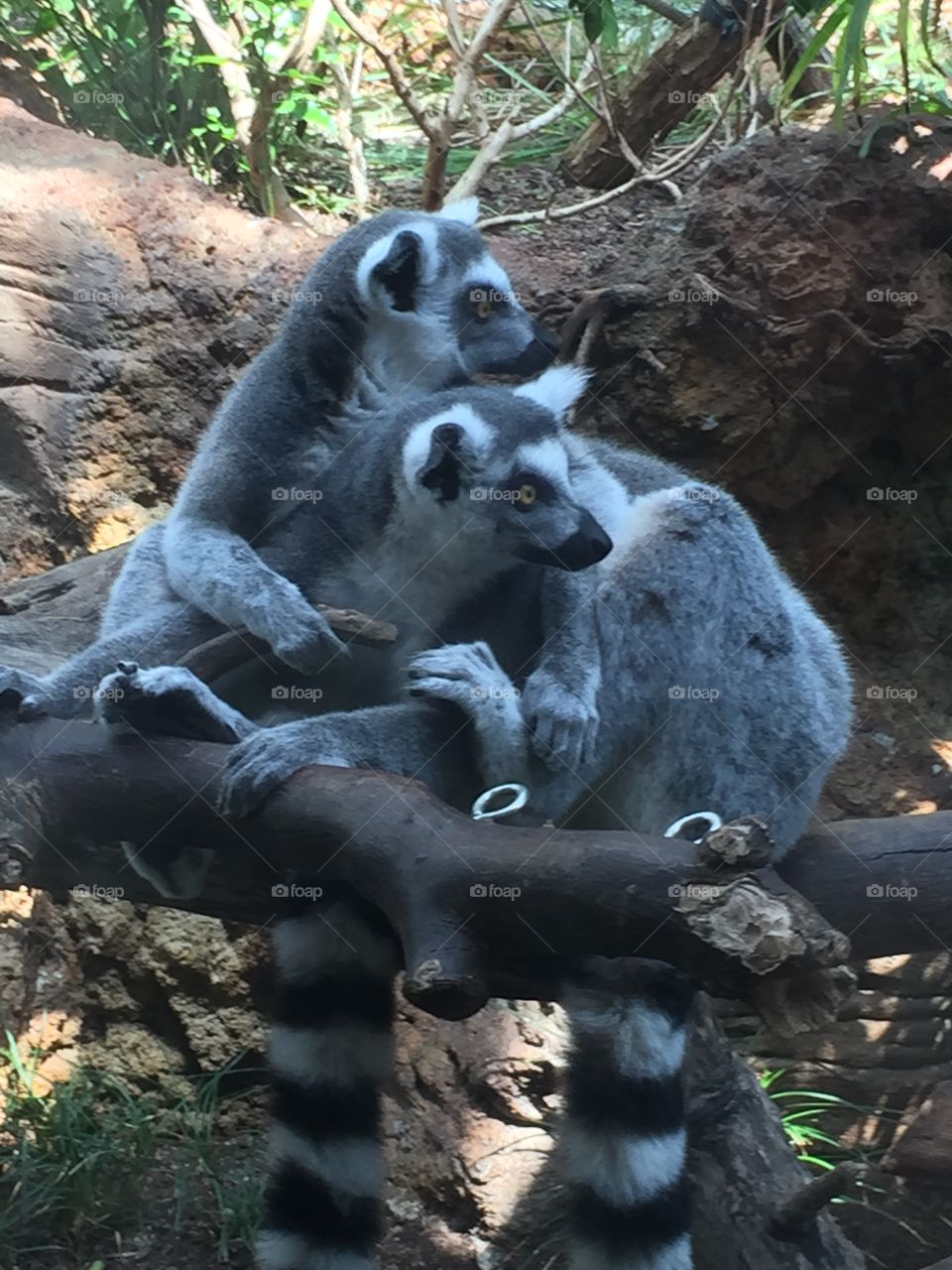 lemurs at the Florida aquarium down town tampa fl 2015