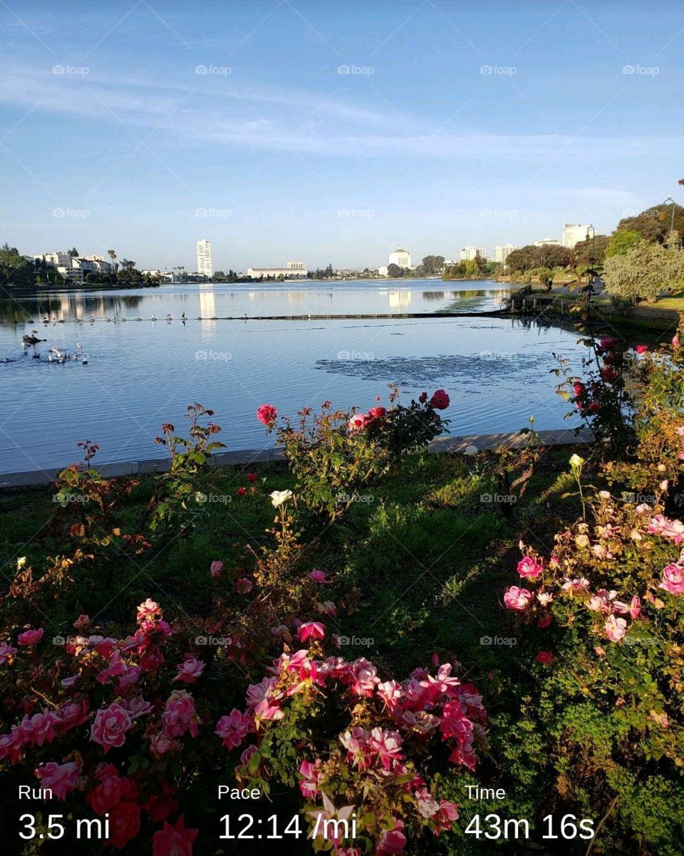 Lake Merritt and rose's during COVID-19 shelter-in-place, scene from my morning run