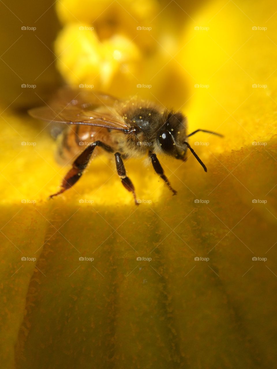 Bee and pollen