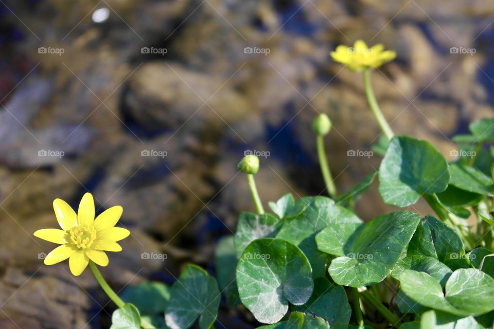 Yellow flowers on the background of a stream 