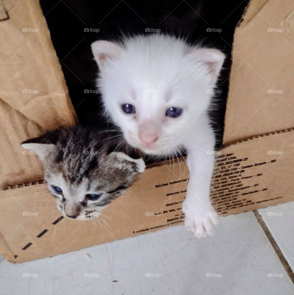meus felinos