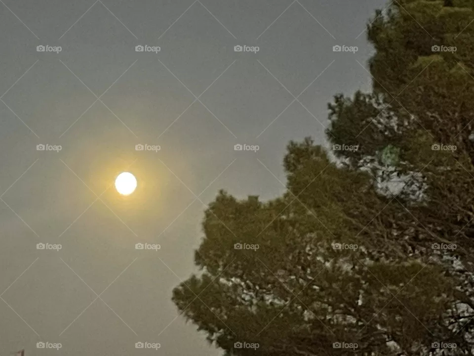 A Full super moon high in the sky with a pine tree.
