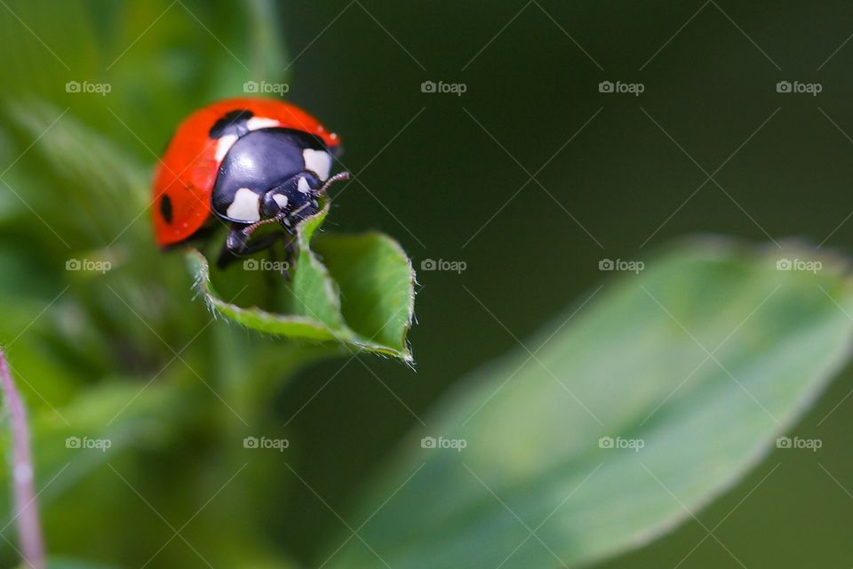 Ladybug on leaves