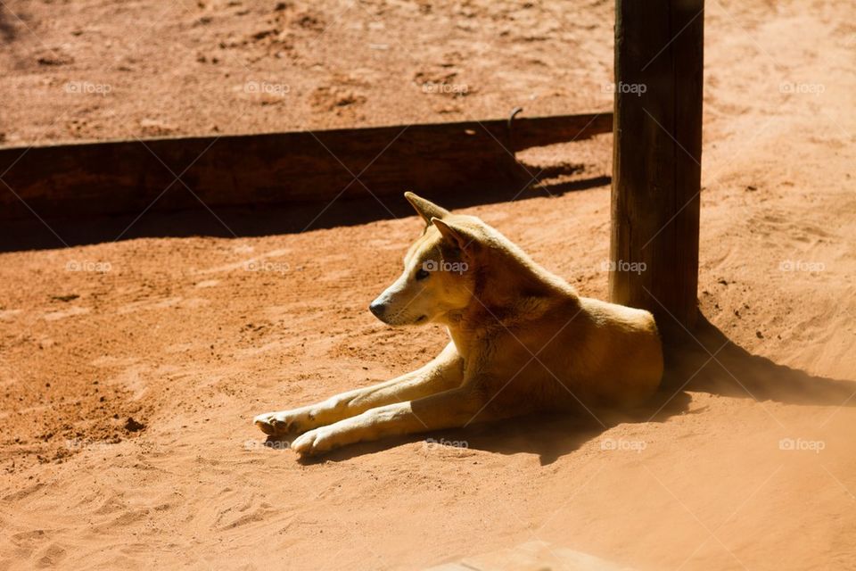 Aussie Dingo