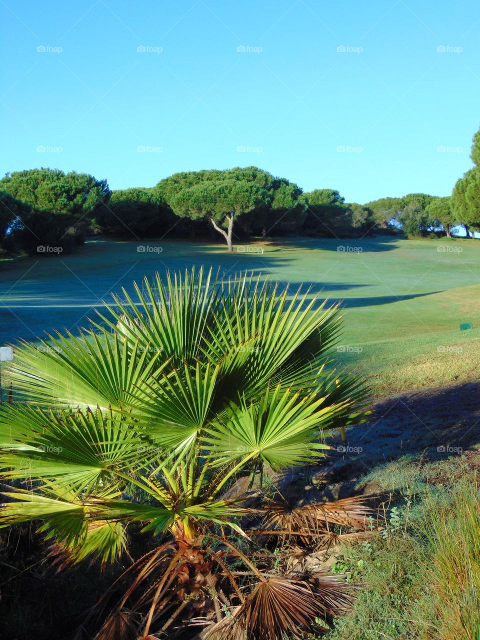 Landscape with pines