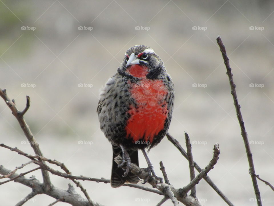 loica posada en una rama con bello plumaje rojo en el pecho y plumas blancas en la cabeza .