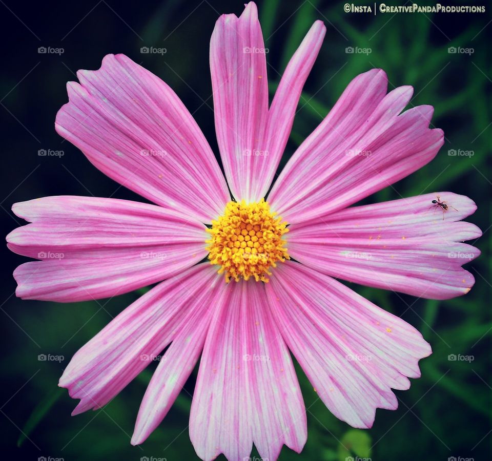 Beautiful Flower Poster, Flower Wallpapers, Flower Calender, Flower Screen Saver, Beatiful Flower