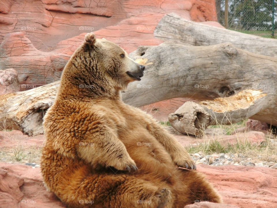 Bear. Seating bear